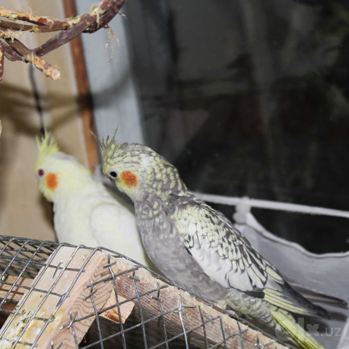Попугаи корелла — 6 шт, 2 месяца, желтые и черные