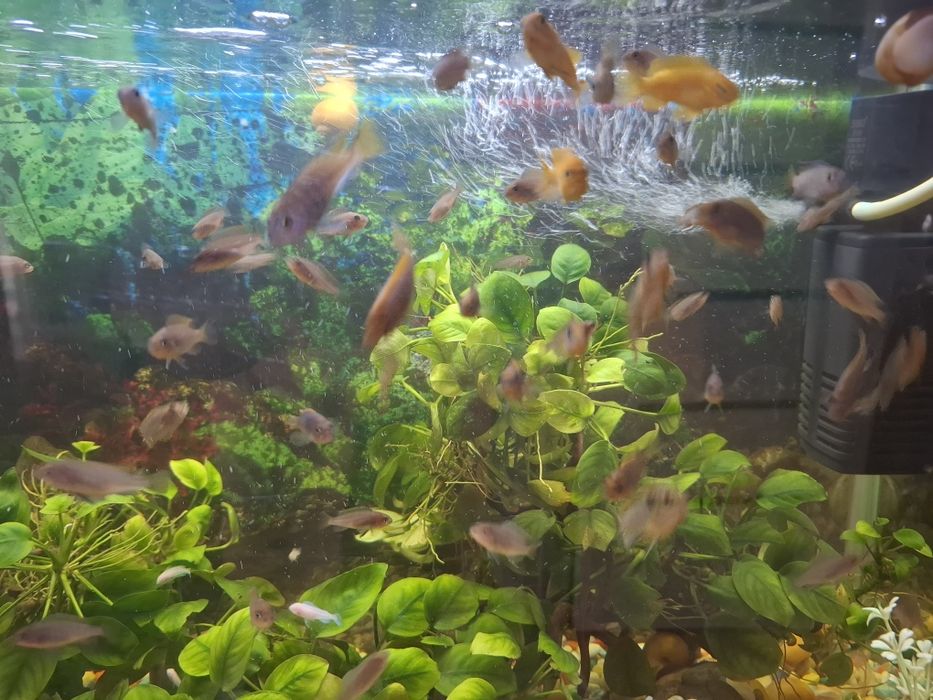 Обменяю  рыбок на хромисов