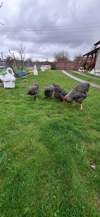 Oua pentru incubat Plymouth Rock barat -rasa pură