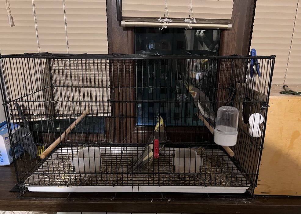 2 попугая корелла + клетка + домик | готовый комплект | Самарканд