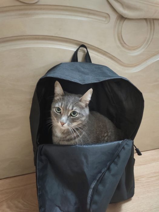 Пропала кошка на автопарке