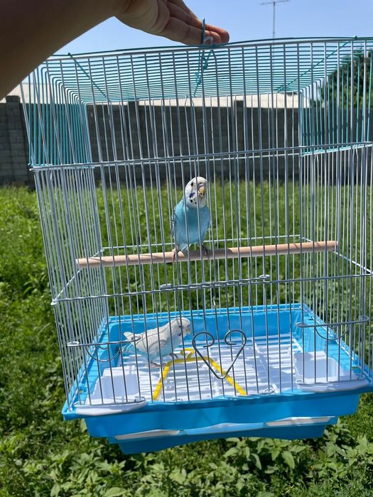 Попугай комплект