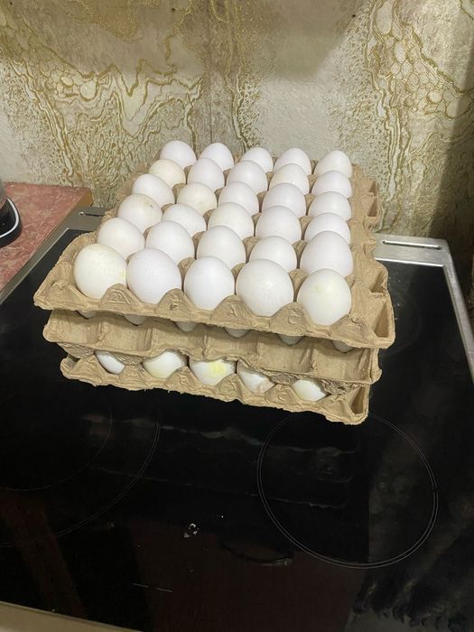 Ленгорн ыкуры несушки