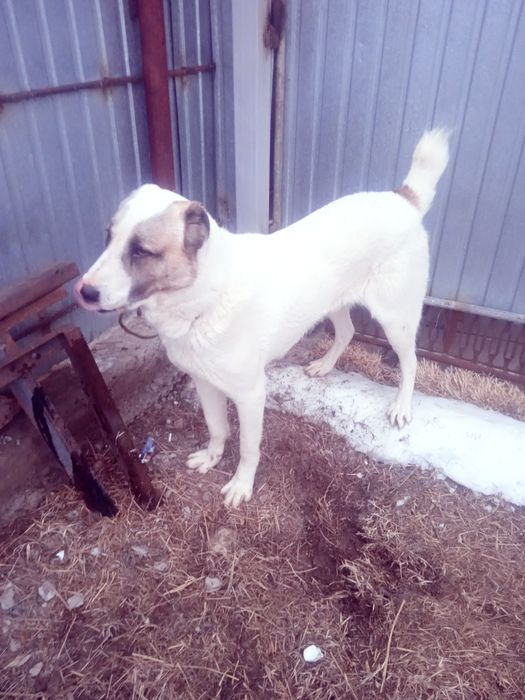 Продается собака алабай