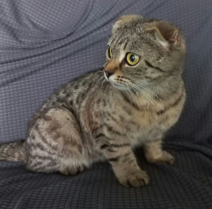 Котенок девочка 6 мес