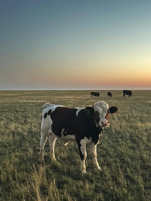 Подсос бұзаулар сатам