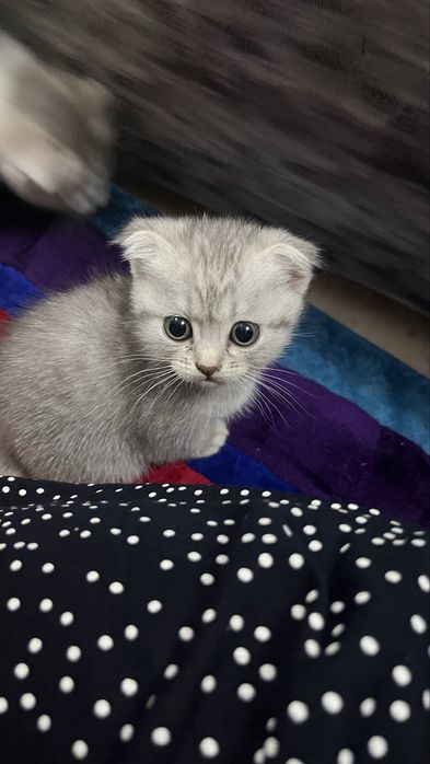Вислоухая кошечка