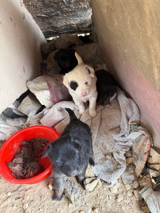 Щенки в добрые руки