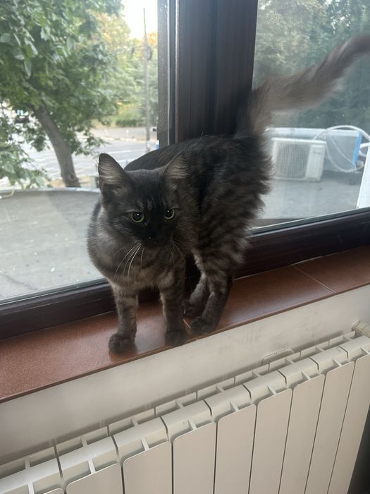 Maine Coon, pui superb de aproximativ 6 luni!!