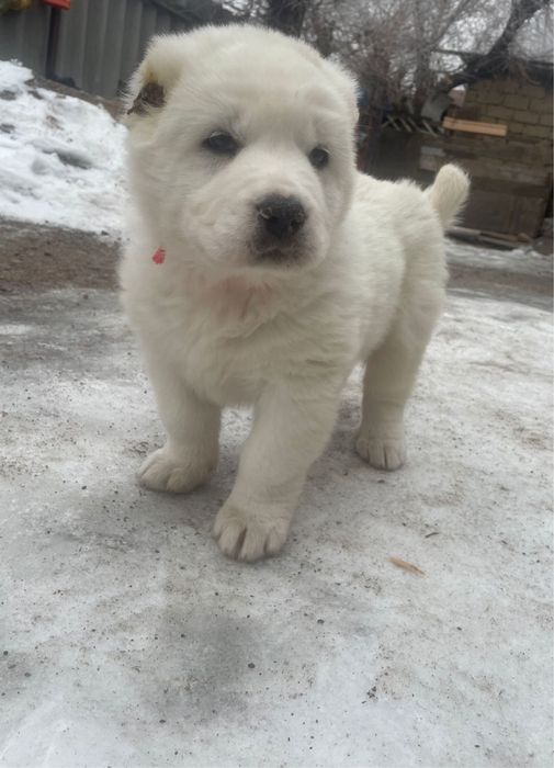 Продам милую девочку