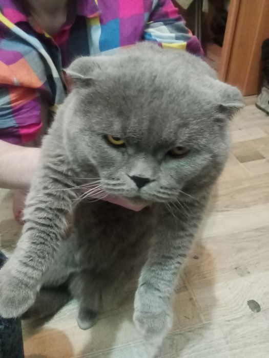 Продается кошка веслоухая.Цена 300$.Договоримся