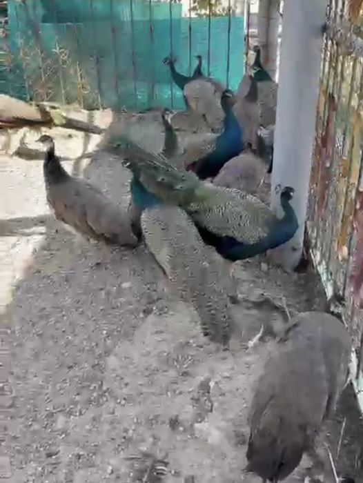 Продам павлины .