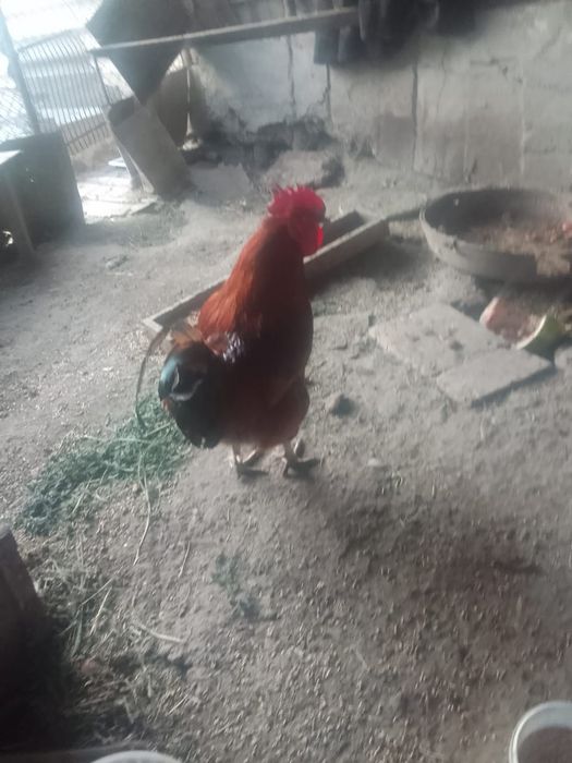 Продам двух петушков