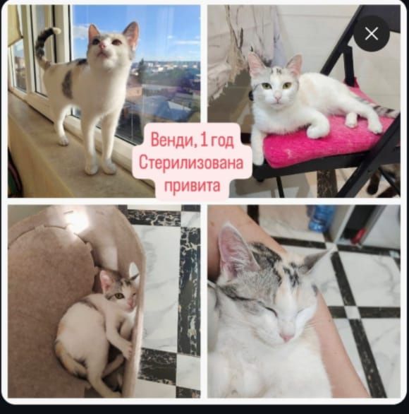 Отдам в добрые руки.