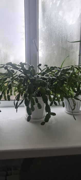 Комнатные растения