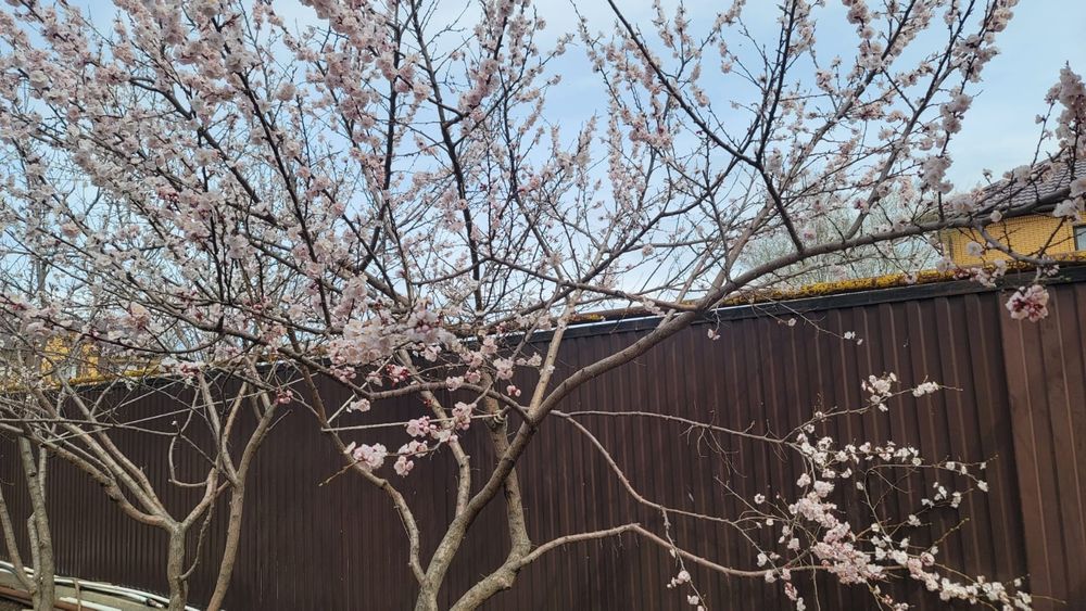 Саженцы абрикоса