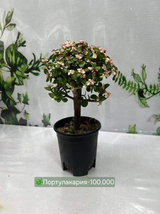Портулакария,Церопегия, Суккуленты и кактусы