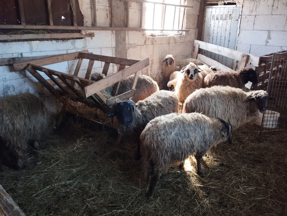 Vând oile din imagine