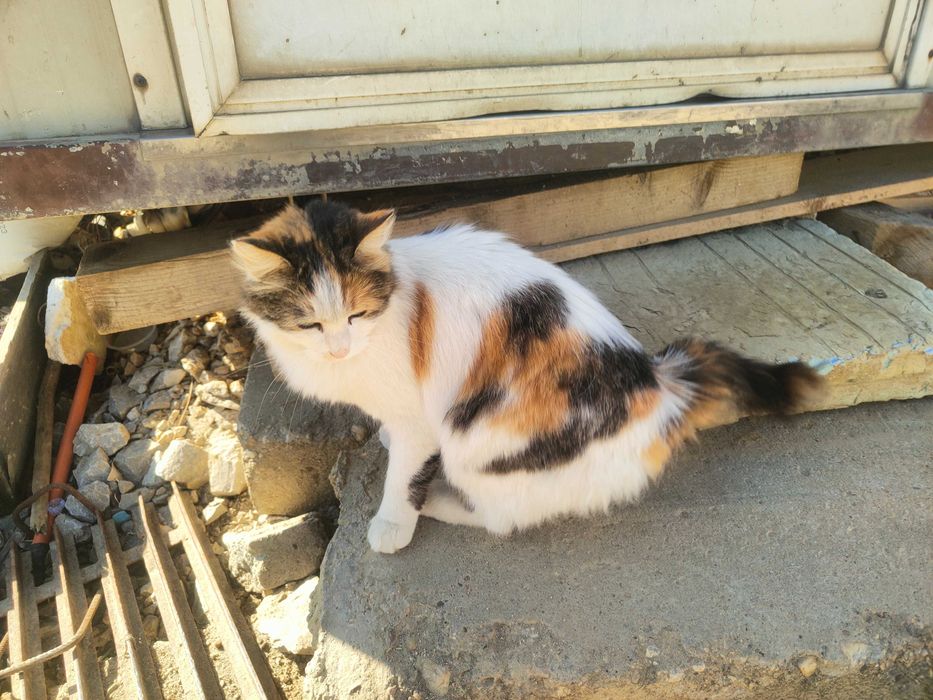 Кастрирана женска котка на година и половина си търси приемно семейство