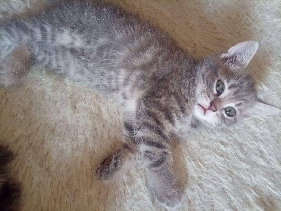 Котята мальчики .
