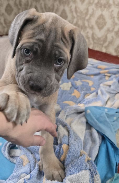 Продаются щенки кане корсо