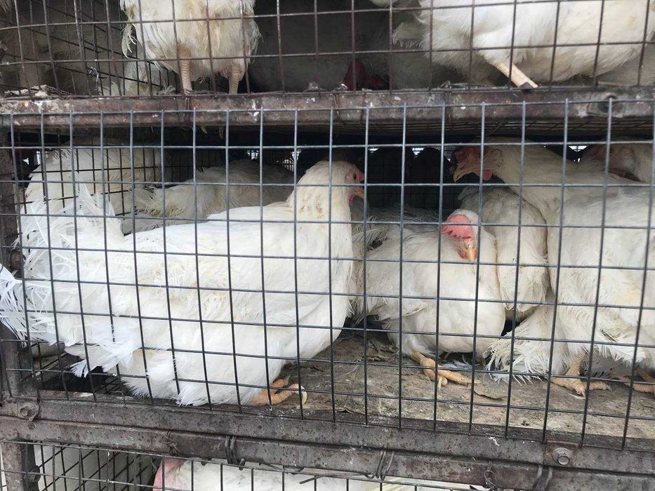 Куры несушки Белые