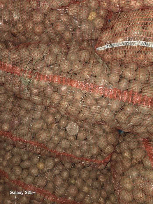 Vând cartofi pentru porci