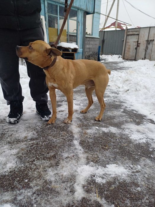 Питбуль в добрые руки