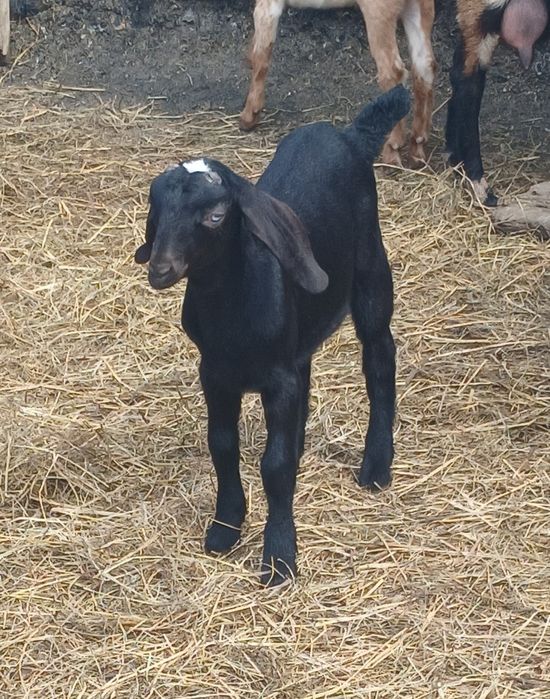 Козлята Нубо Биталы