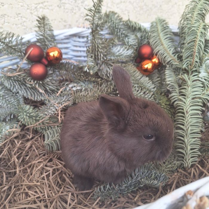 Продам Кроликов породы Минилоп Сплит/Минелоп Сплит қуёнчалар