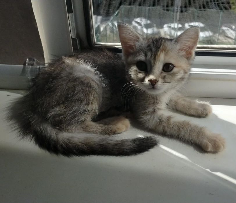 Отдаётся котёнок