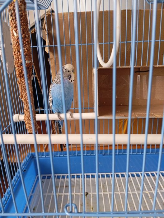 Продам    продам