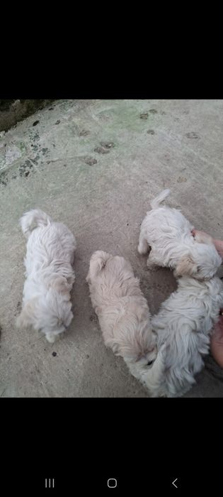 Cățeluși bishon maltez talie mică