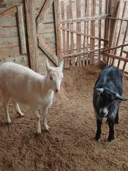 Занеен ешкі шібіш теке сатылады