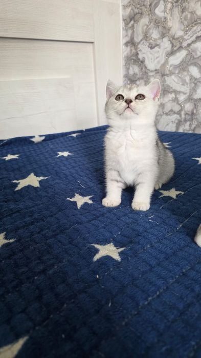 серебристая шиншила