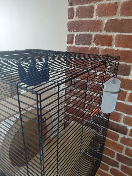 Шиншилла мальчик 6 мес + клетка