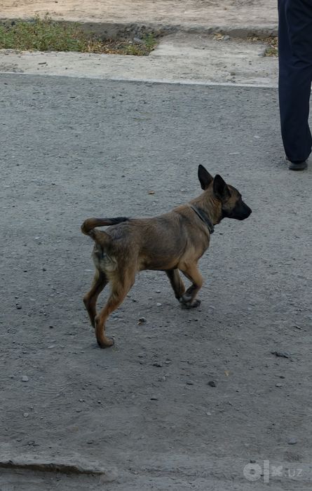 Malinua belgiya afcharkasi sotiladi