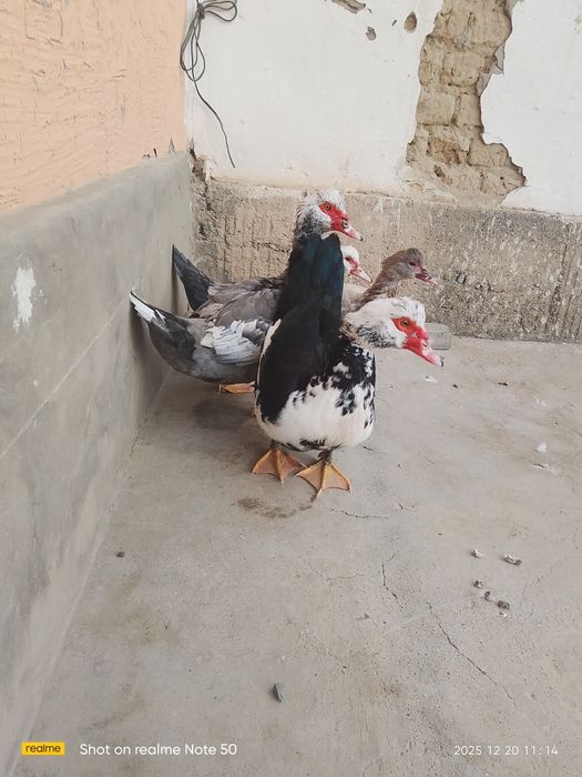 Индаутка сатылады