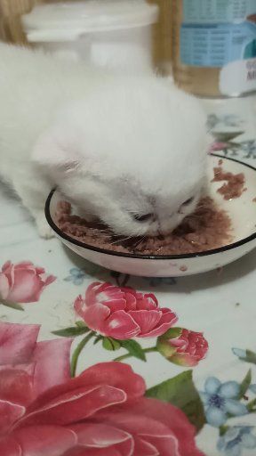 Манчкины,девочки и мальчик.