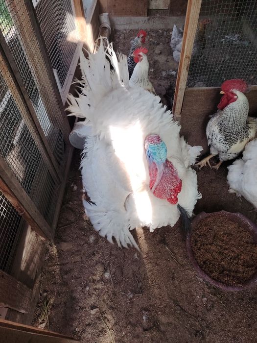 Продам семейку Индюков