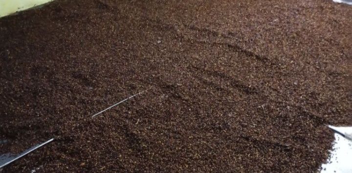 Vând sămânța de glădiță (roscove)