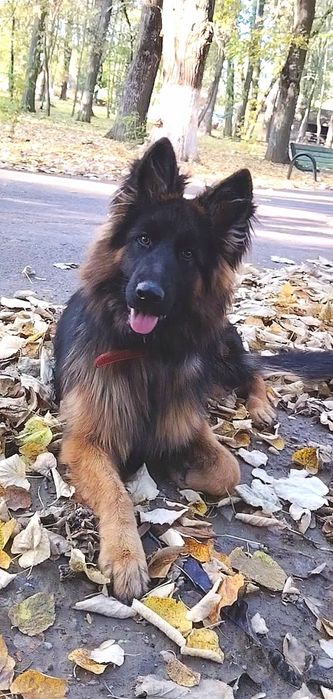 Femelă Ciobanesc German