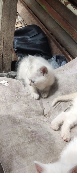Котята  белые пушистые
