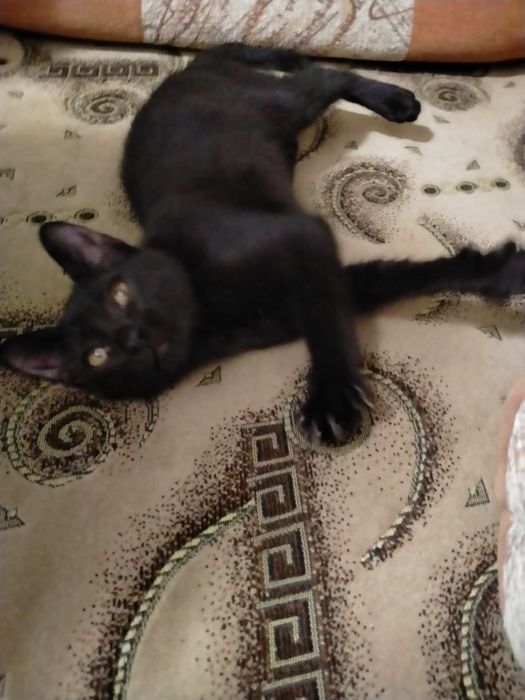 Черный котенок