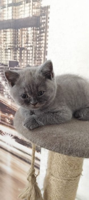 Шотландец котёнок