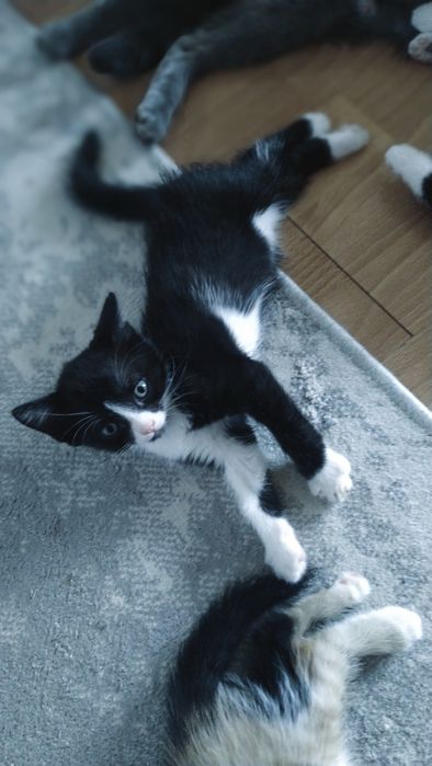 Отдам котят ! 2 месяца