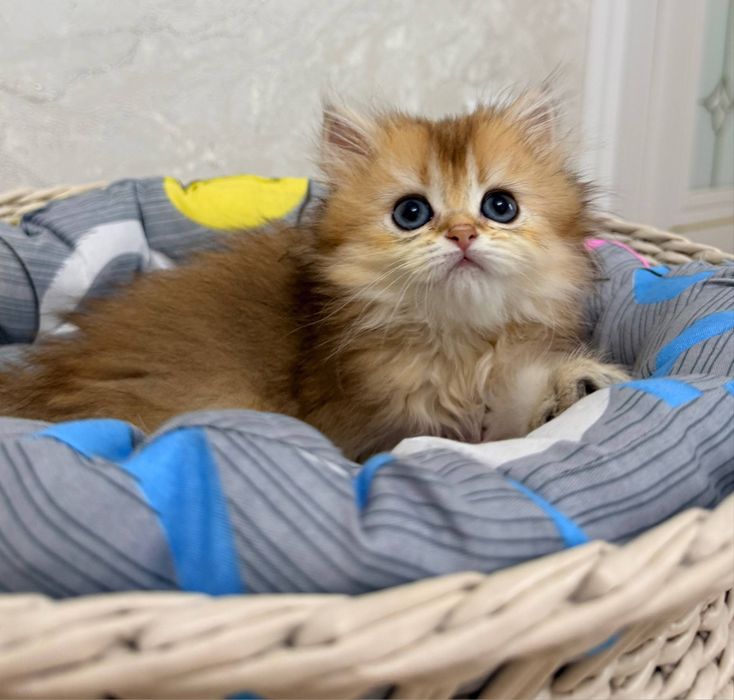 на продаже котята
