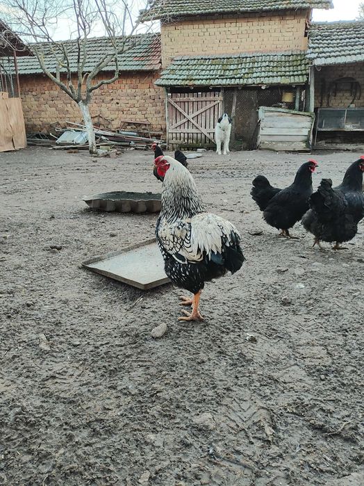 Петел Виандот на 8 месеца