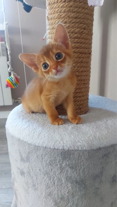 Абиссинские котята
