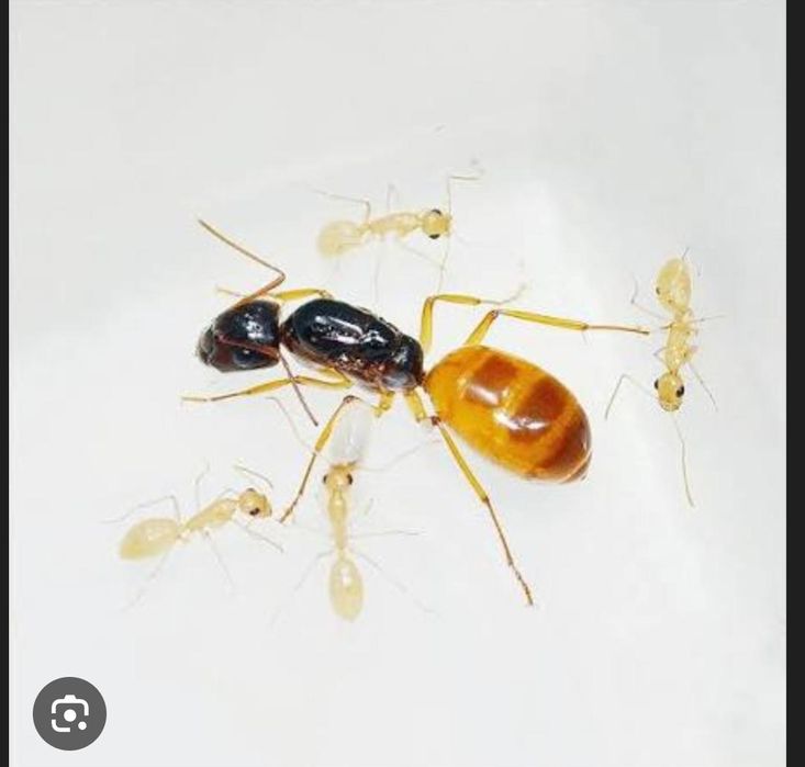 Продажа муравьев